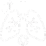 White line art icon showing anatomical human lungs and bronchial airways with an immunomodulatory vascular tracking cell to represent clearing respiratory congestion